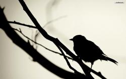 black bird wallpaper
