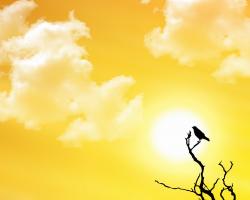 Sun and Bird - Abstract - wallpapers