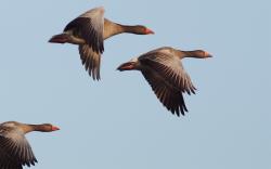 Birds Geese Flying Sky