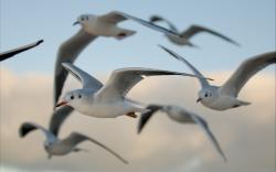 Birds Gulls Flying