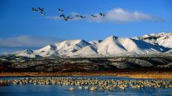 Mountains Snow Birds Fields Snow Birds