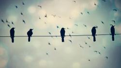Birds on Wire Photo