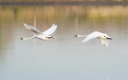 Birds Swans Couple Flight Lake
