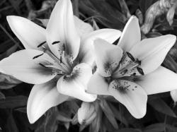 Black And White Flower Images 12 HD Wallpapers