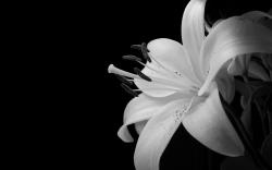 Large Black And White Flowers Wallpapers ...