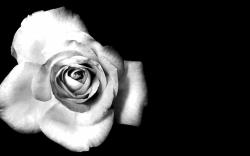 Previous Image Go Back To Black And White Flower Wallpaper HD For