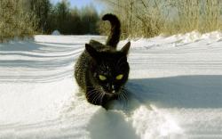 Black cat snow