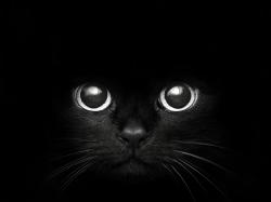 black cat hd wallpaper
