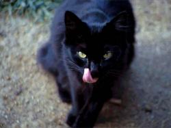 Although cats of all types have been associated with the occult by different cultures, black cats in particular are noted most in folklore.