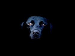 Portrait of Black Dog Face in the Dark (click to view)