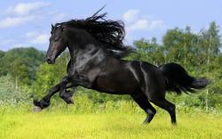 Black Horse HD Wallpapers 03