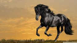 running black horse hd wallpapers cool desktop background images widescreen