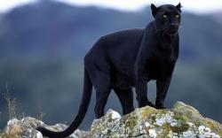 JPG Black panthers:http://images2.fanpop.com/image/photos/13100000/Black-Panther-animals-13128434-1280-800.jpg ...