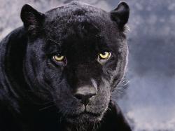 Dark Mood Black Panther