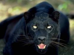 Animals Black Panther