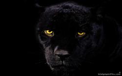Animal-wallpapers-Black Panther -wallpaper
