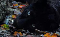 black panther (3)