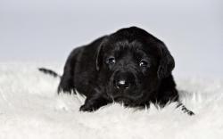 Black Lab Puppy Wallpaper: Wallpapers for Gt Black Lab Puppy 1280x800px