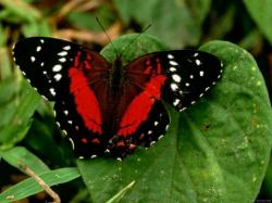 Beautiful Red and Black Butterfly