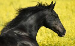 Black stallion head