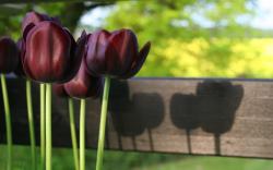 Black Tulips; Black Tulips; Black Tulips ...