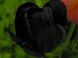 ... Black Tulips; Black Tulips