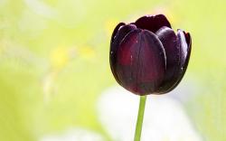 Black Tulips 1294