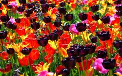 Black Tulips Field