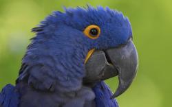 Blue Beak Parrot