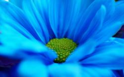 Blue daisy macro