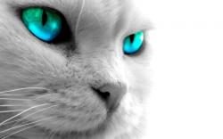 Blue eyed cat wallpaper