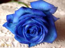Beautiful Blue Rose Flowers for Valentine