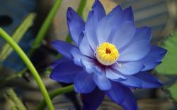 ... Blue Flowers Wallpaper ...