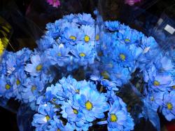 File:Blue Flowers.jpg