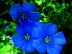 Images Of Blue Flowers 4K Background 8 Thumb