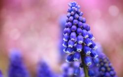 ... muscari-blue-small-flowers-bokeh-focus-hd-wallpaper ...