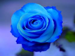 Blue Roses HD