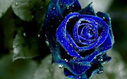 Winsome wet blue rose