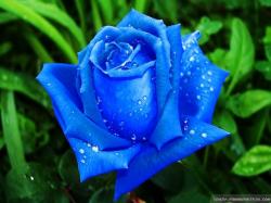 beautiful-blue-roses-wallpapers-1024x768