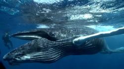 giant whale eats cameraman