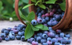 Blueberries, the Super Fruit – Increasing Immunity and Reducing Blood Pressure | The Birds The Word