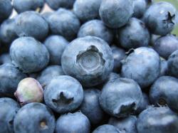 Bunch_of_blueberries,_one_unripe