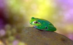 Frog Green on Stone Bokeh Colorful Background HD Wallpaper