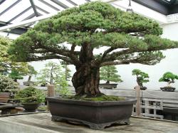 ... This Incredible 388-Year-Old Bonsai Tree Survived The Hiroshima .