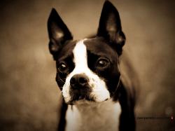All Small Dogs Boston Terrier