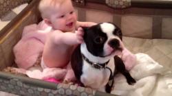 Crazy Boston terrier in baby's crib! Must see!