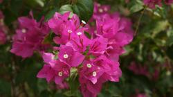 Pink Bougainvillea Flowers 20215 1344x896 px
