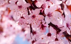 cherry flowers branch spring blossom blossoms wallpaper background