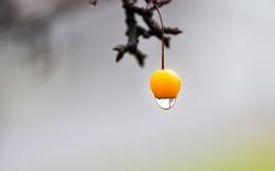 Branch Fruit Yellow Water Drop
