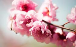 Flowers Pink Branch Spring